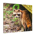 Racoon Canvas Stretched Wall Art Home Decor Picture Wall Furnishings Outdoor Nature Home Decor Cabin Camping Racoon Canvas Gift For Graphic Tee – Soft Feel · Great Gift For Fans
